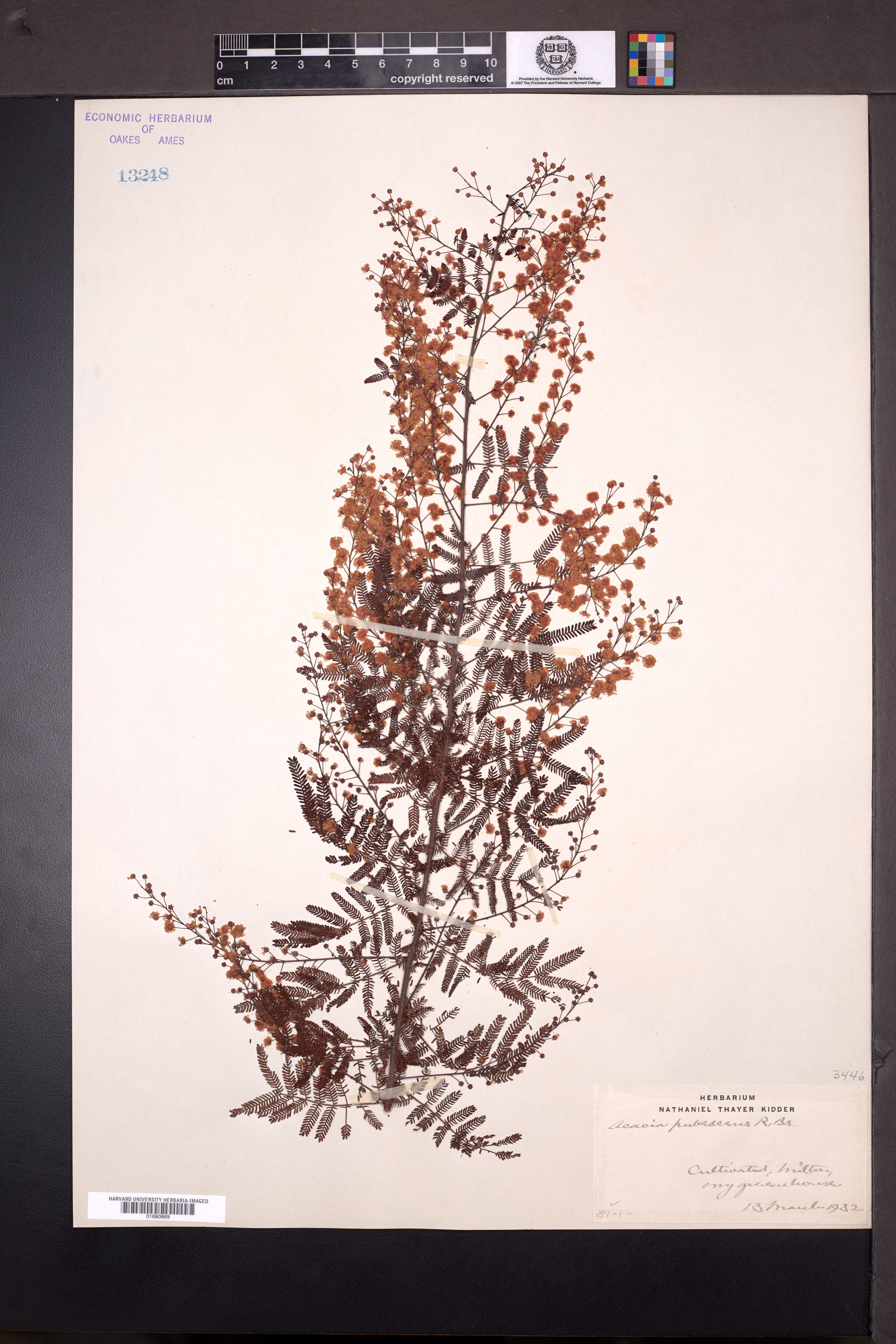 Acacia pubescens image