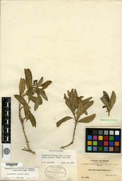 Terminalia suaveolens image