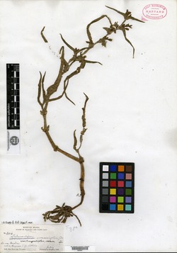 Tradescantia crassifolia var. crassifolia image