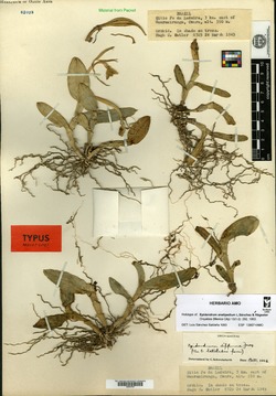 Epidendrum arachnoglossum image