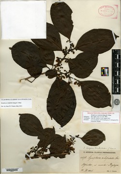 Symplocos latifolia image