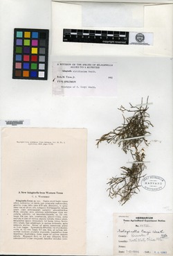 Selaginella viridissima image