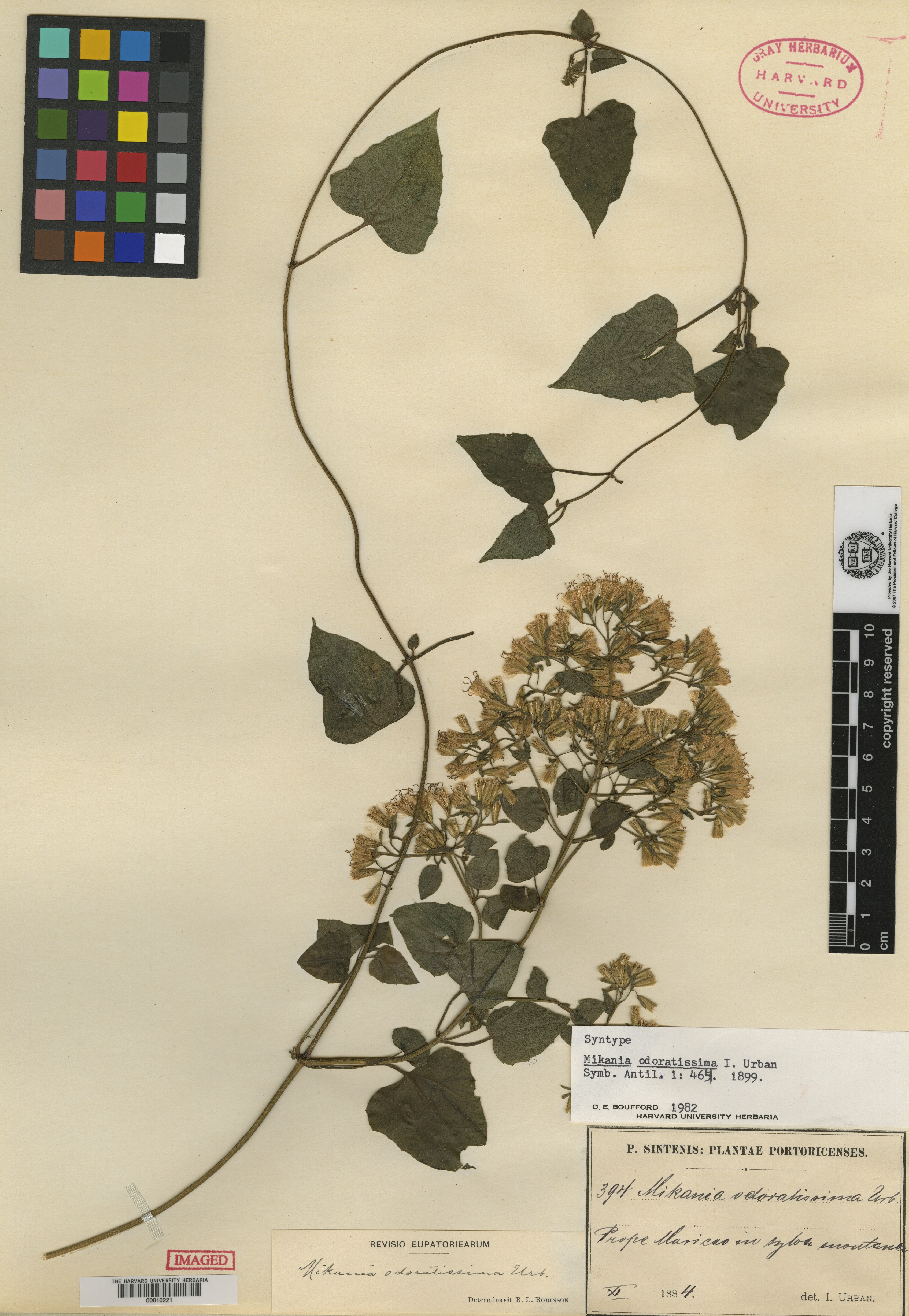 Mikania odoratissima image