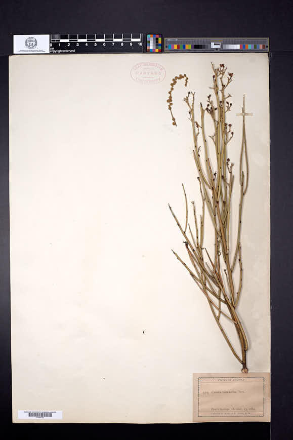 Canotia holacantha image