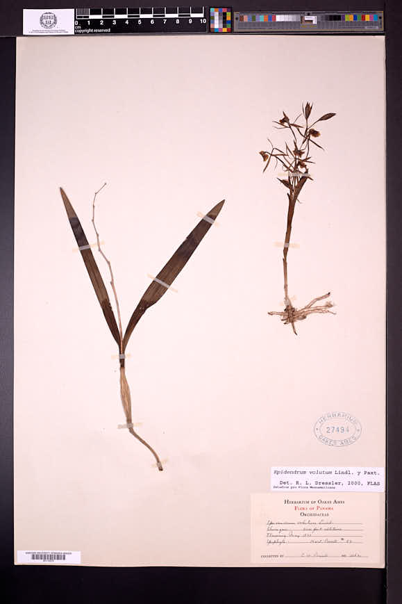 Epidendrum volutum image