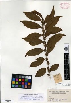 Casearia myrsinoides image