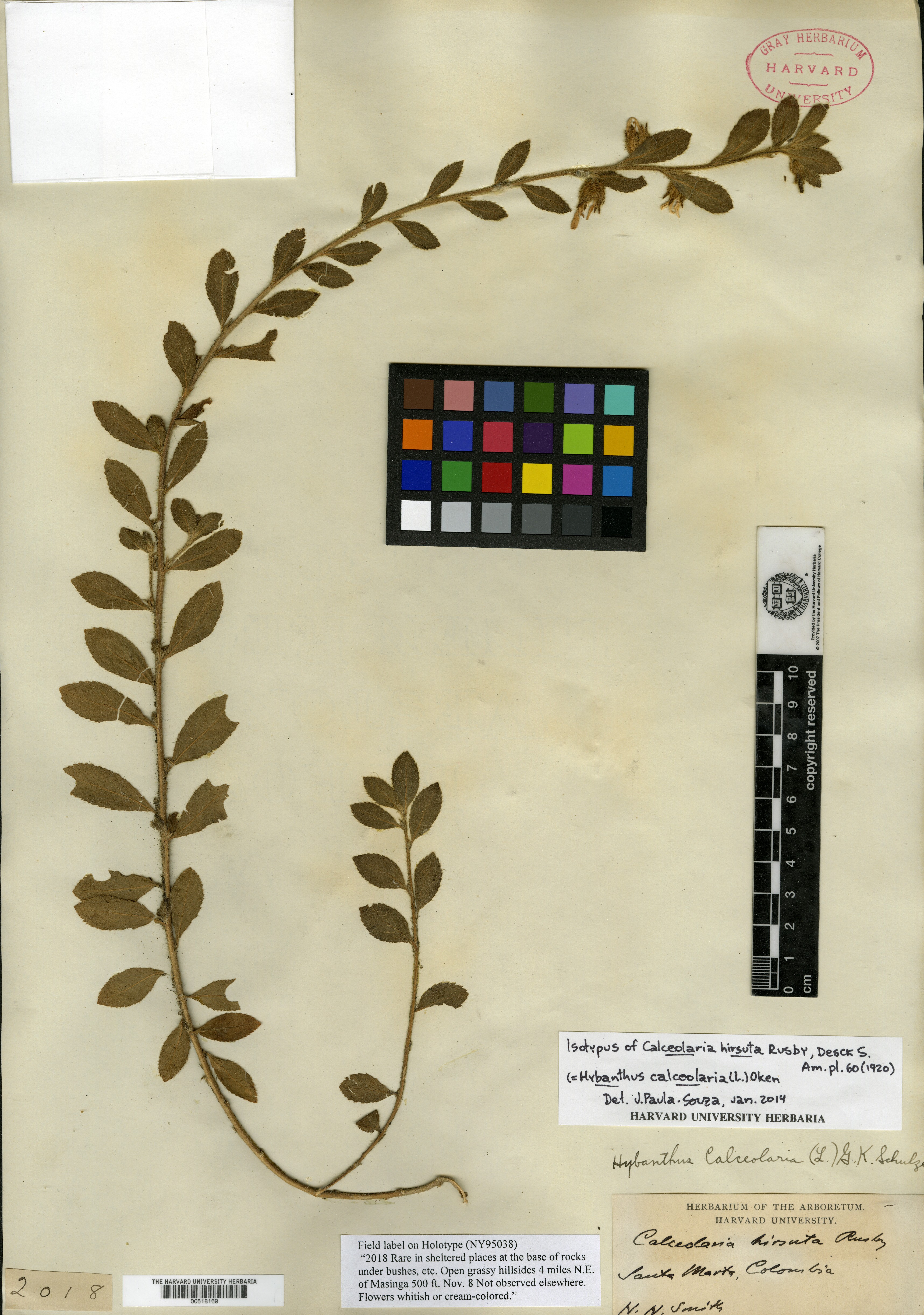 Calceolaria hirsuta image