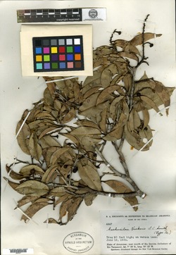 Eschweilera parvifolia image