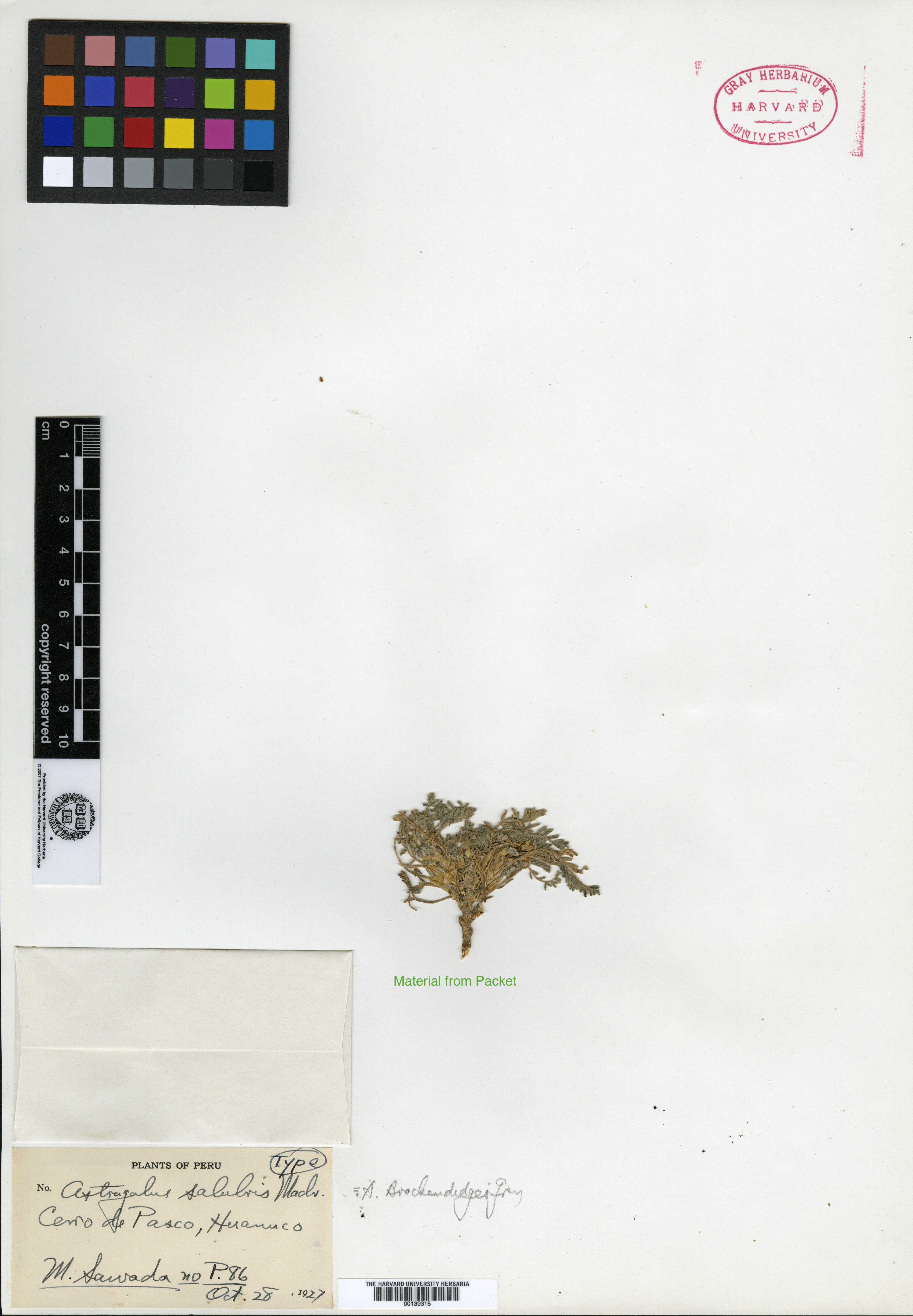 Astragalus scutaneus image