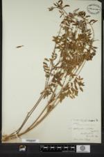 Astragalus robbinsii var. jesupii image