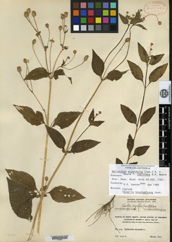Spilanthes ocymifolia f. radiifera image