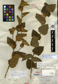 Pavonia cordifolia image