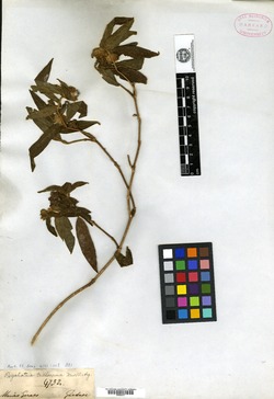 Psychotria paludosa image
