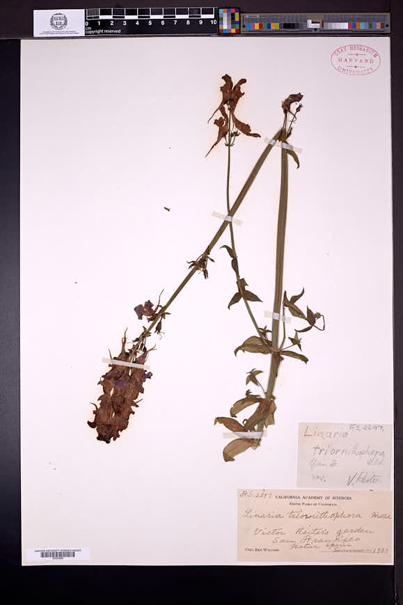 Linaria triornithophora image