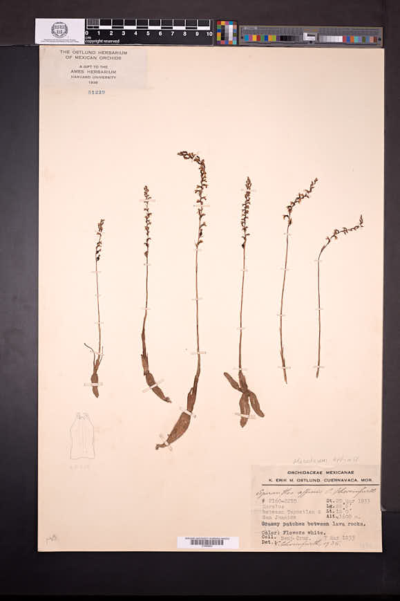 Brachystele affinis image
