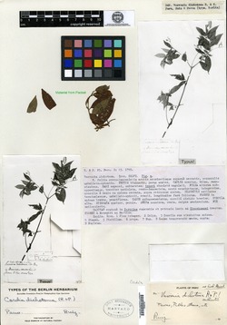 Varronia dichotoma image