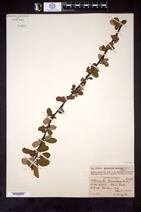Cotoneaster tomentosus image