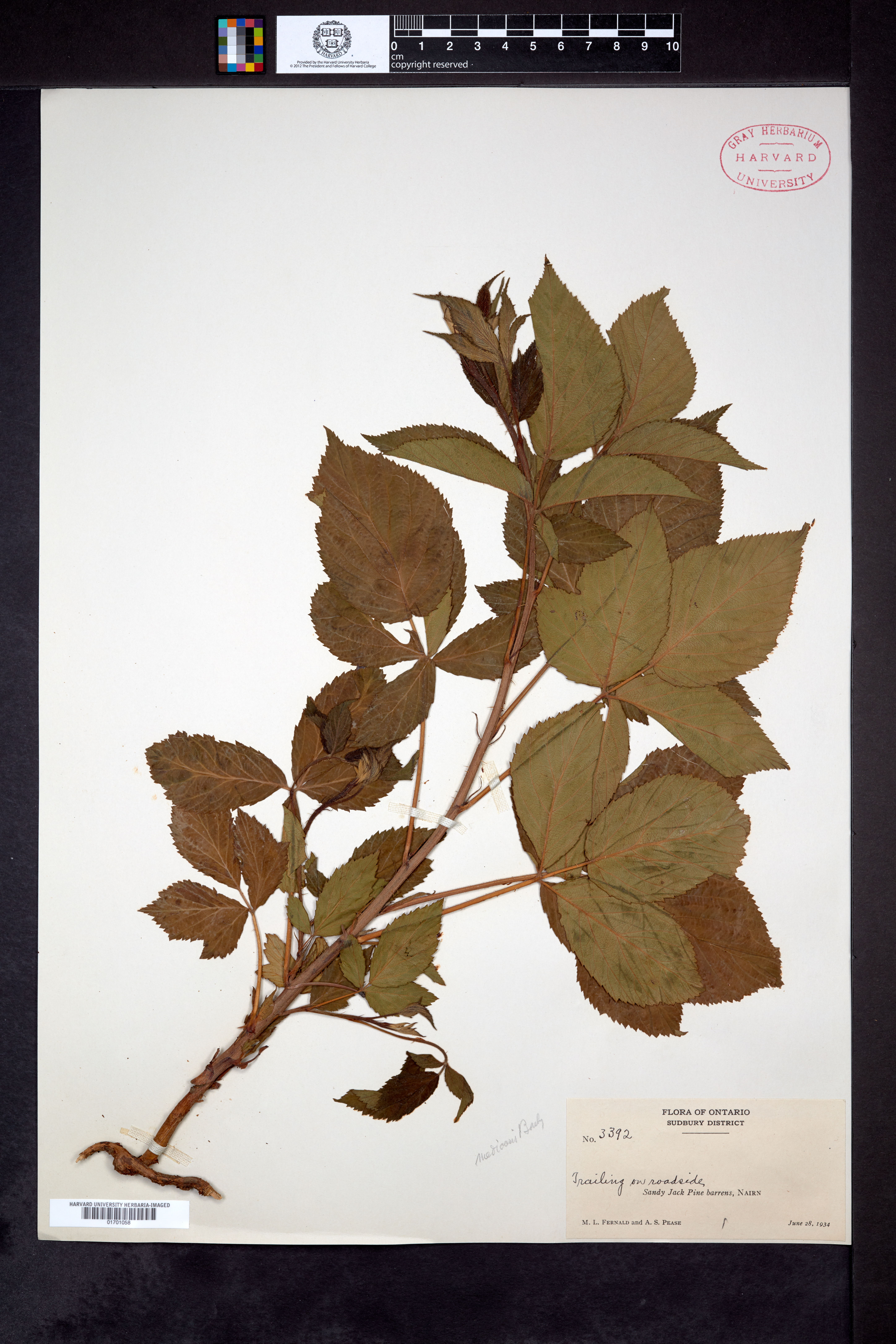 Rubus mediocris image