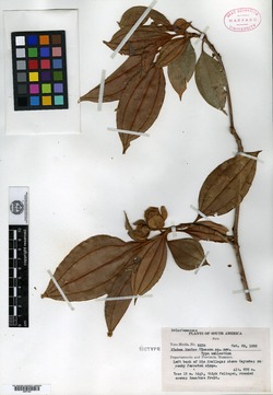 Sporoxeia sciadophila image