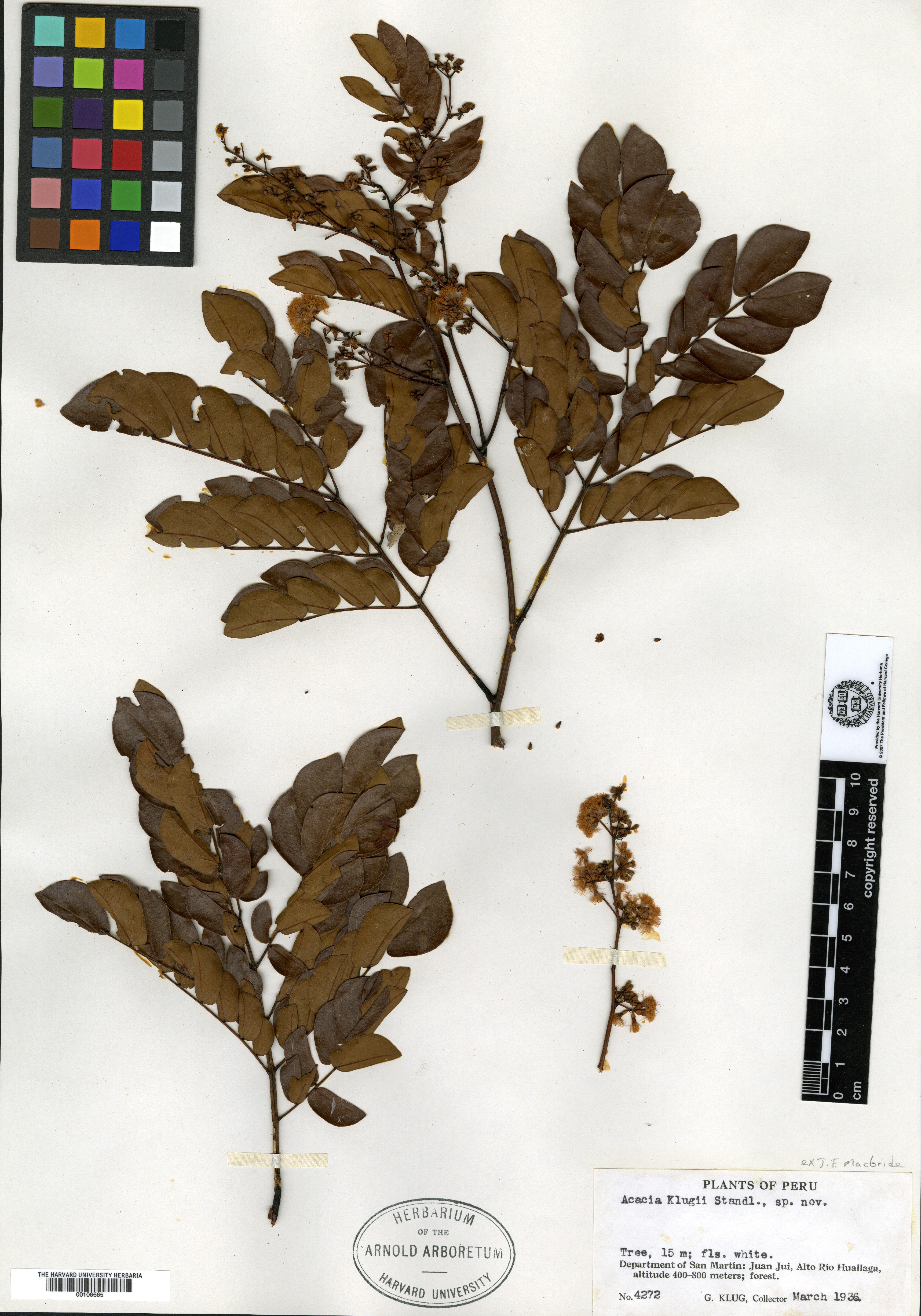 Acacia maranoensis image