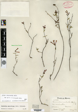 Bouvardia chrysantha image