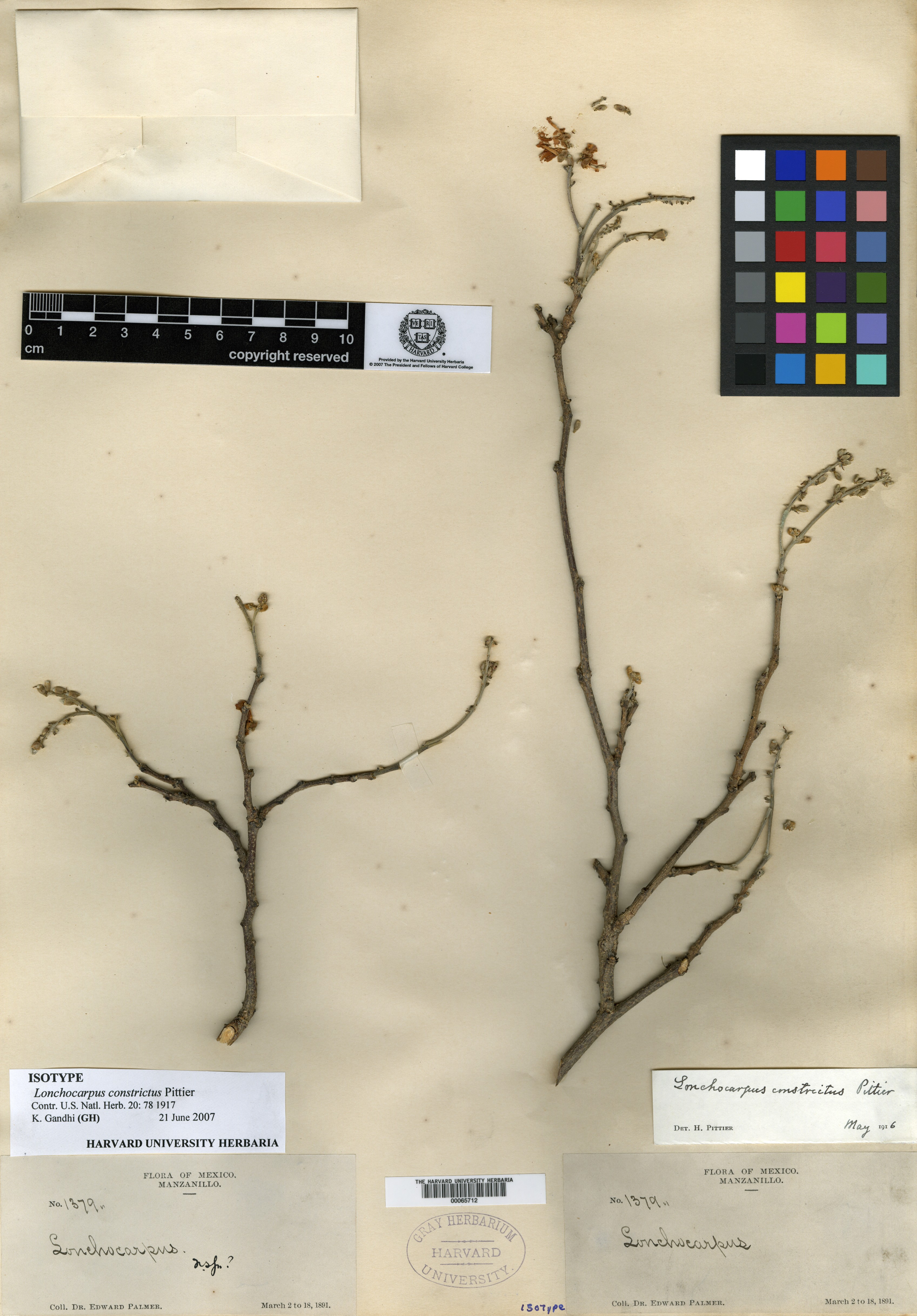 Lonchocarpus constrictus image