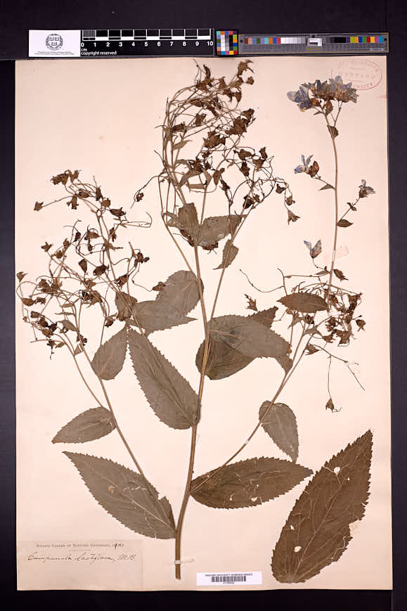 Campanula lactiflora image
