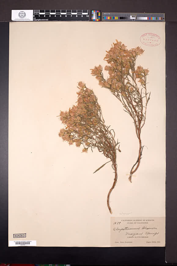Ericameria bloomeri image