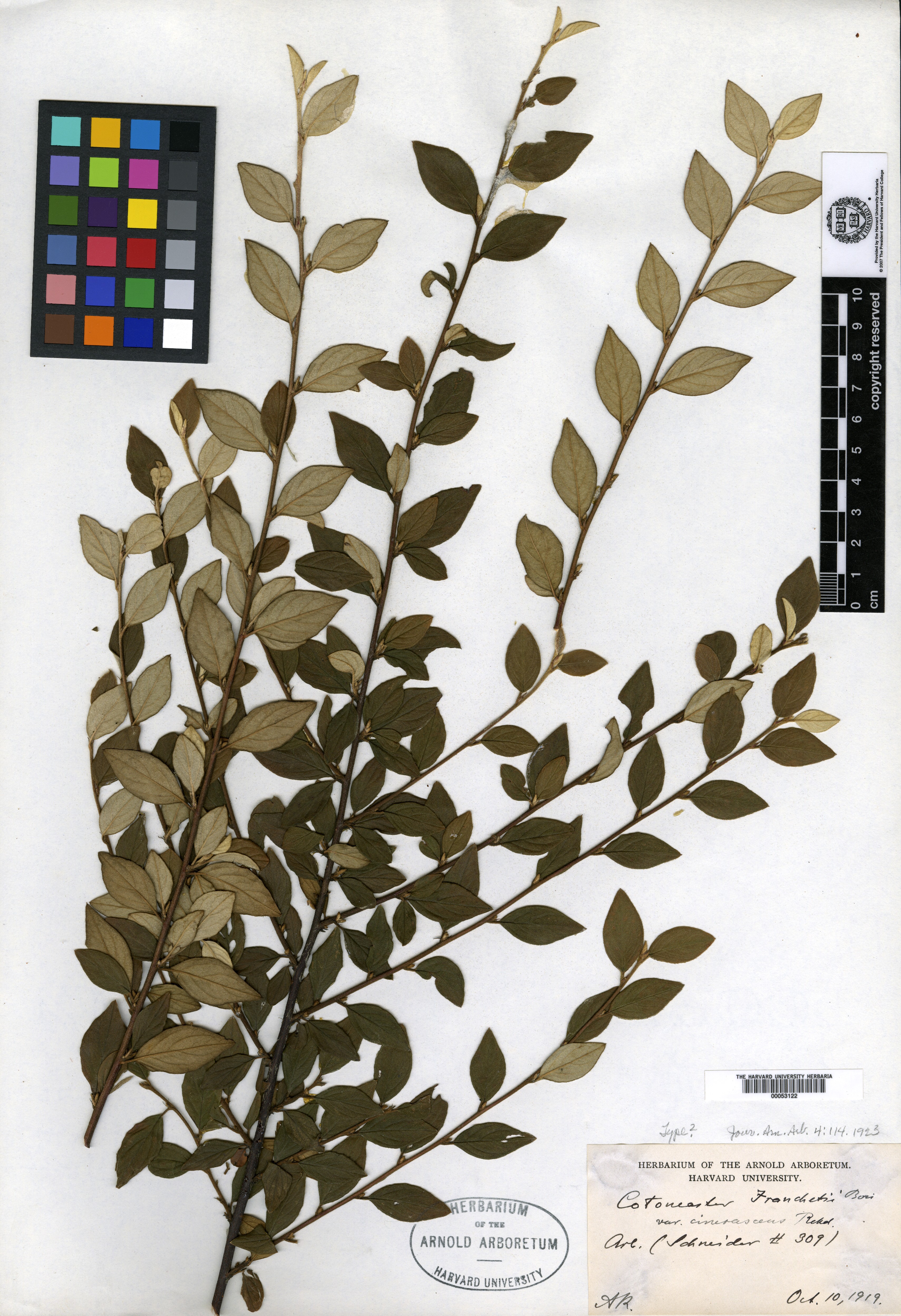 Cotoneaster cinerascens image