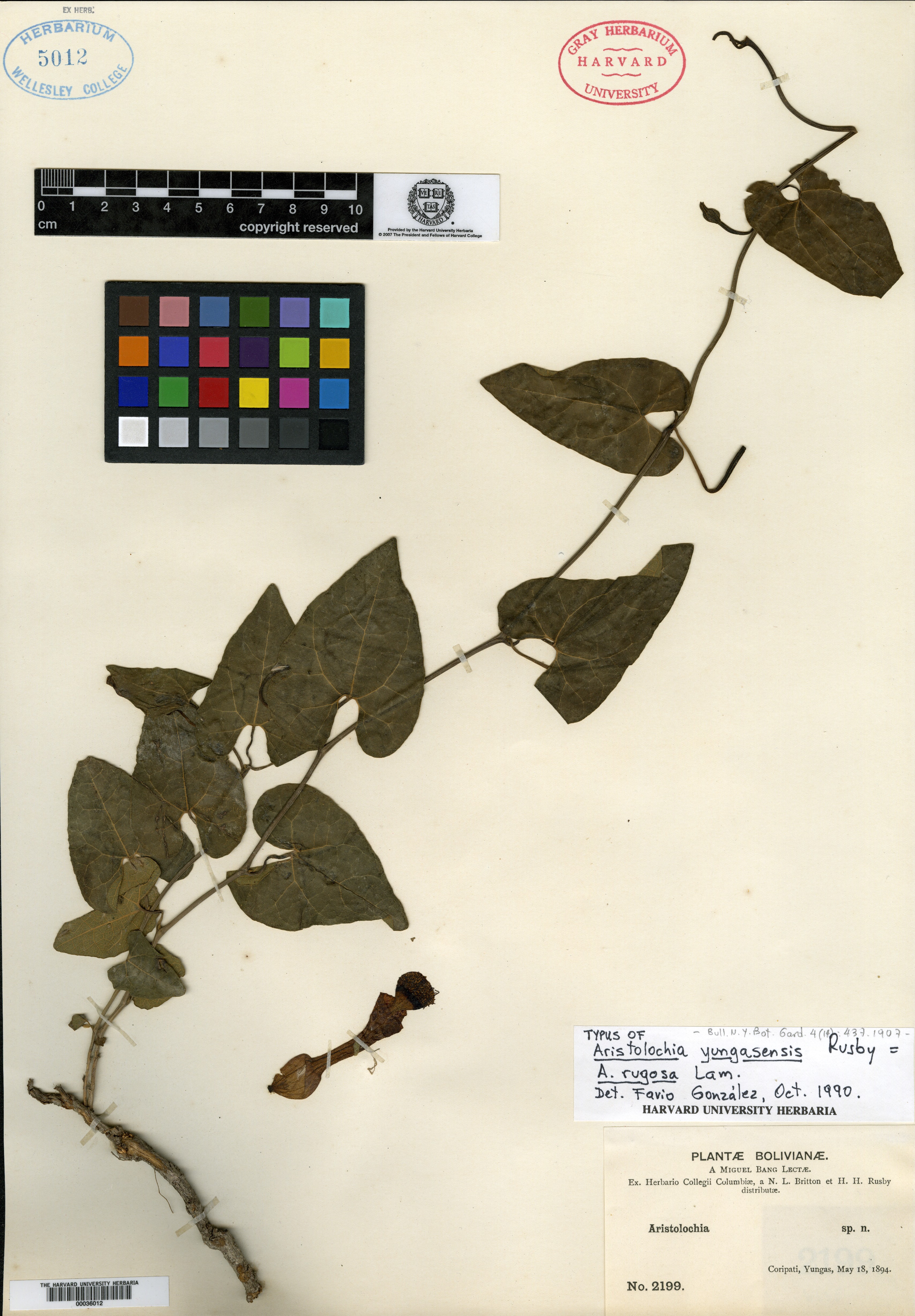 Aristolochia yungasensis image