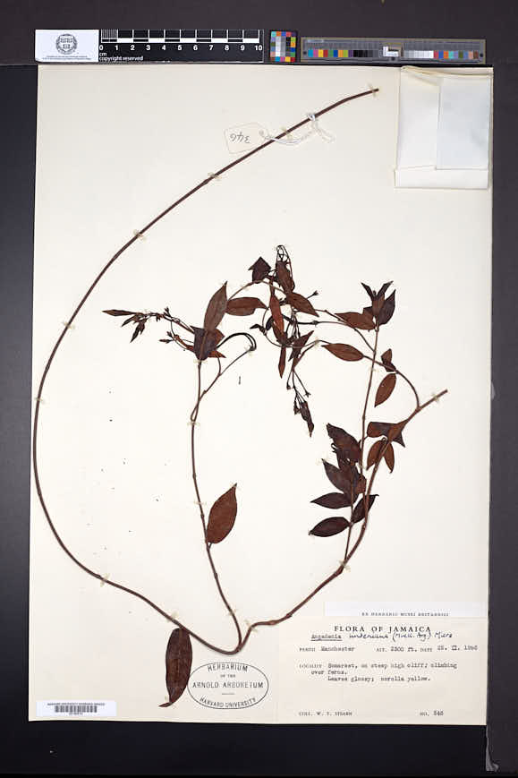 Angadenia lindeniana image
