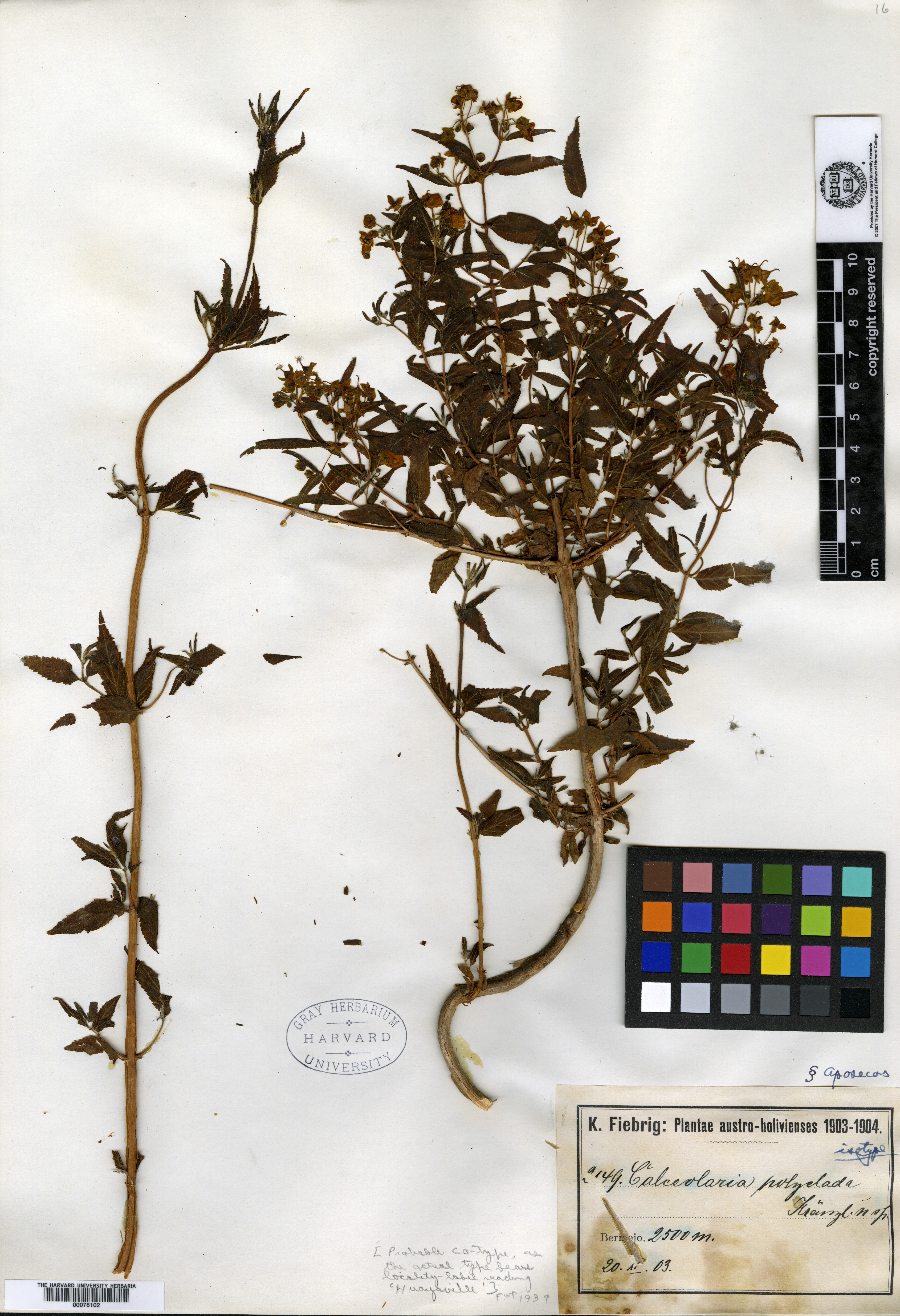 Calceolaria polyclada image