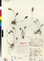 Lepanthopsis micheliae image