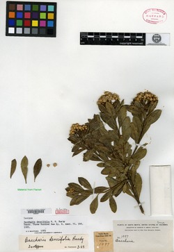 Baccharis densiflora image