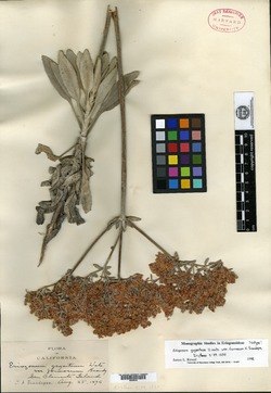 Eriogonum giganteum image