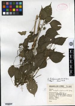 Acalypha trilaciniata image