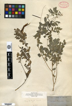 Coursetia caribaea var. caribaea image