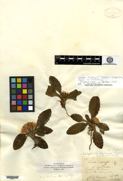 Chaptalia exscapa var. chilensis image