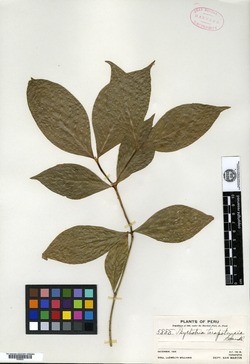 Psychotria tarapotensis image