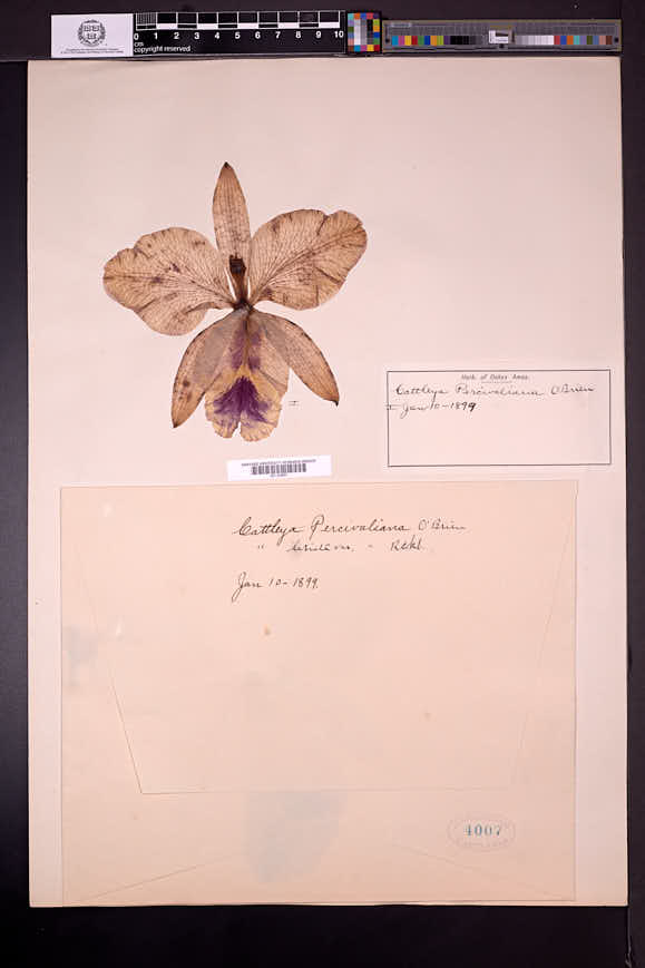 Cattleya labiata image