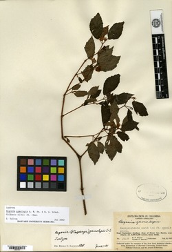Begonia gamolepis image