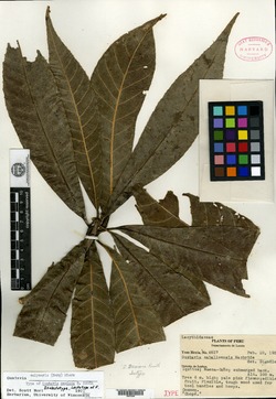 Lecythis lanceolata image