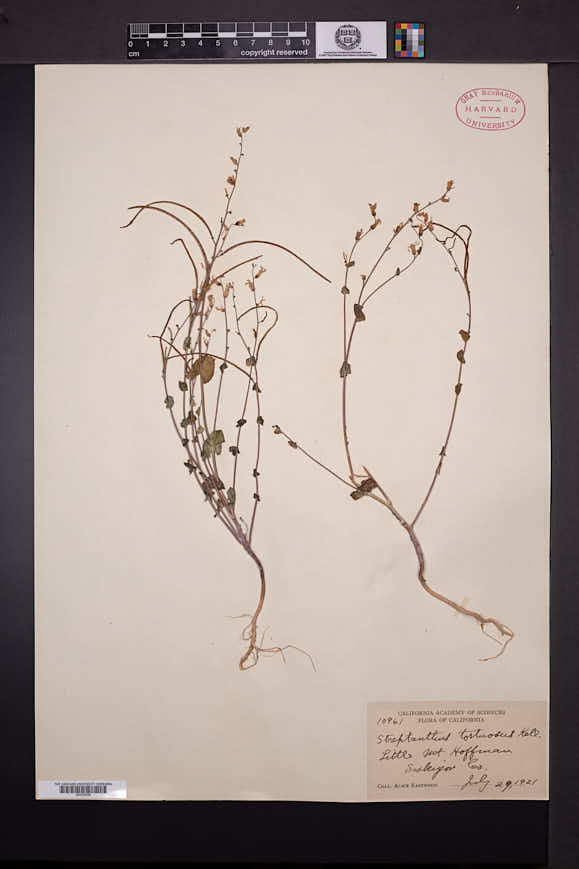 Streptanthus tortuosus image