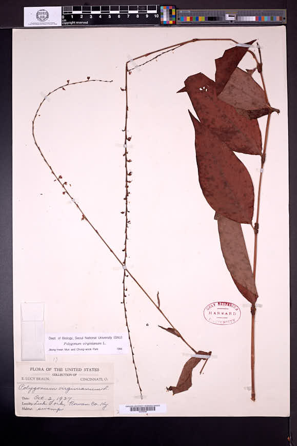 Antenoron virginianum image