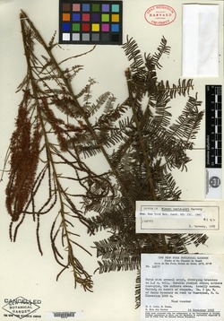 Mimosa hirsutissima var. barbigera image