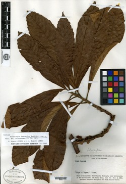 Doliocarpus dasyanthus image
