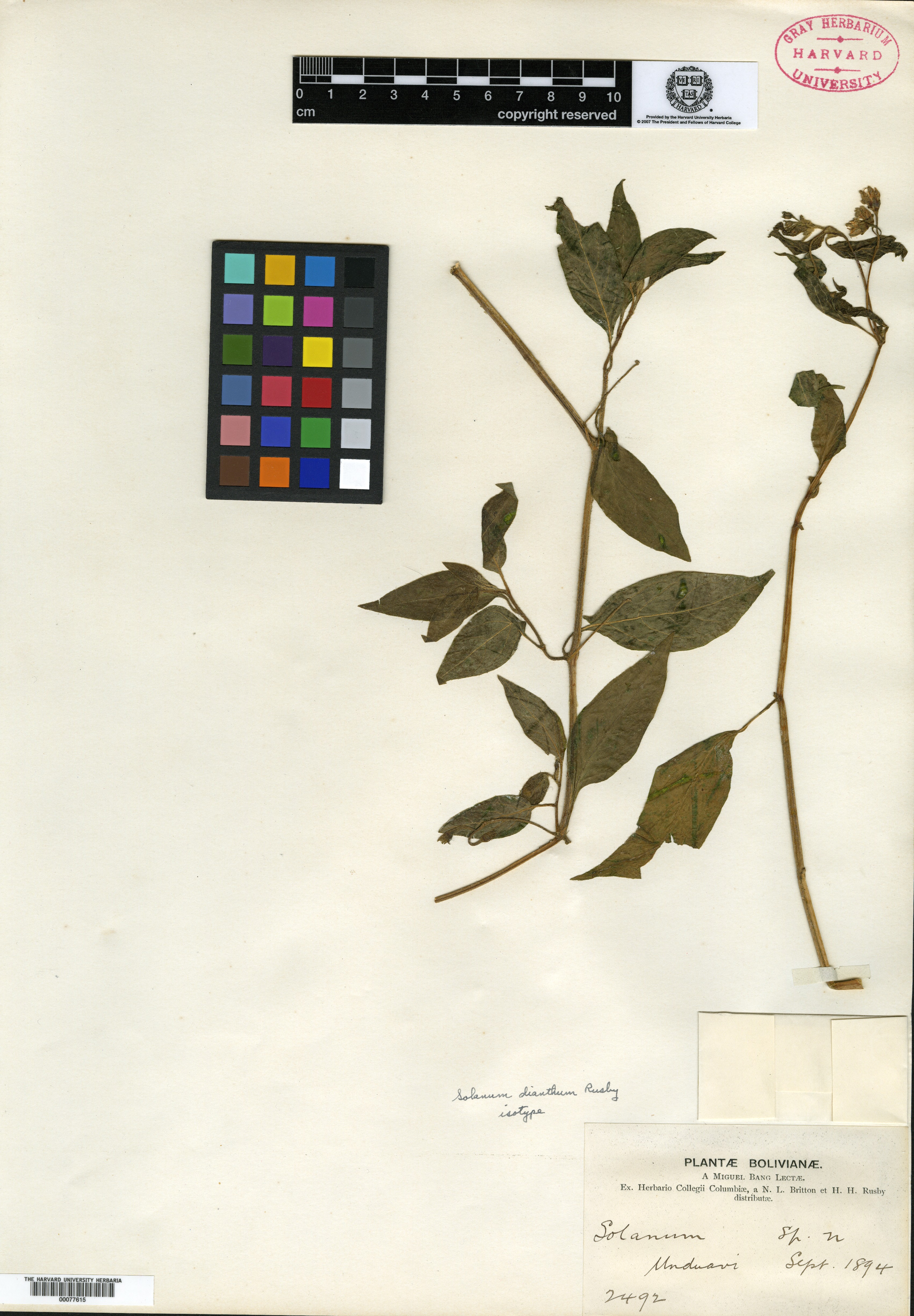 Solanum dianthum image