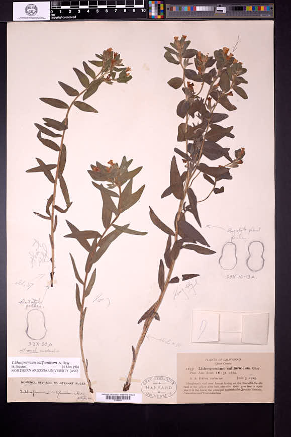 Lithospermum californicum image