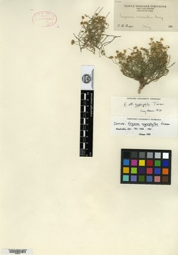 Erigeron unguiphyllus image