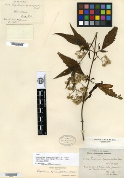 Fleischmannia hymenophylla image